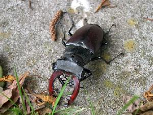 Click image for larger version

Name:	stag beetle.jpg
Views:	169
Size:	46.8 KB
ID:	1064