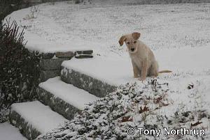 Click image for larger version

Name:	sandi-in-snow-on-steps.jpg
Views:	161
Size:	24.7 KB
ID:	11919