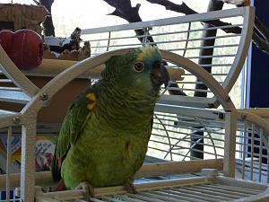 Click image for larger version

Name:	parrot.JPG
Views:	265
Size:	143.9 KB
ID:	18164