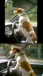 Click image for larger version

Name:	dogdriver2.jpg
Views:	491
Size:	104.4 KB
ID:	1827