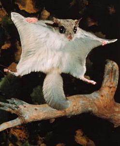 Click image for larger version

Name:	flying-squirrel.jpg
Views:	151
Size:	34.0 KB
ID:	18821