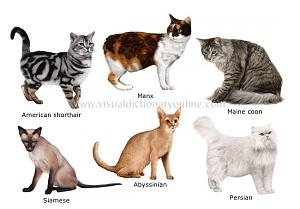 Click image for larger version

Name:	cat-breeds.jpg
Views:	171
Size:	84.1 KB
ID:	24586