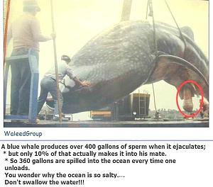 Click image for larger version

Name:	3ac_whale (600 x 528).jpg
Views:	287
Size:	58.5 KB
ID:	8362