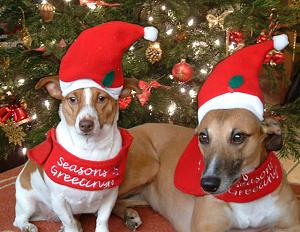 Click image for larger version

Name:	christmas.dogs.jpg
Views:	386
Size:	92.2 KB
ID:	9296